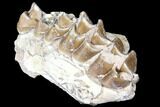 Oreodont (Merycoidodon) Jaw Section - South Dakota #128134-1